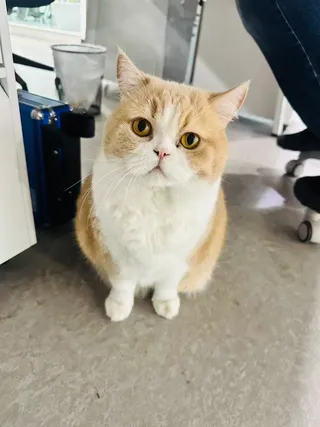 抬头看人的橘白小猫